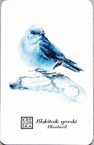 ptaki - błękitnik górski.jpg