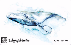 Magnes - Długopłetwiec  - Grafika 27