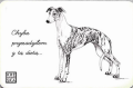 Whippet.JPEG