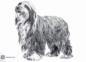 Magnes - Collie Bearded -  grafika  14