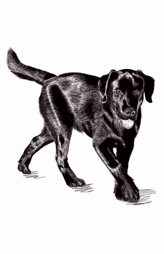 Labrador Czarny.jpg